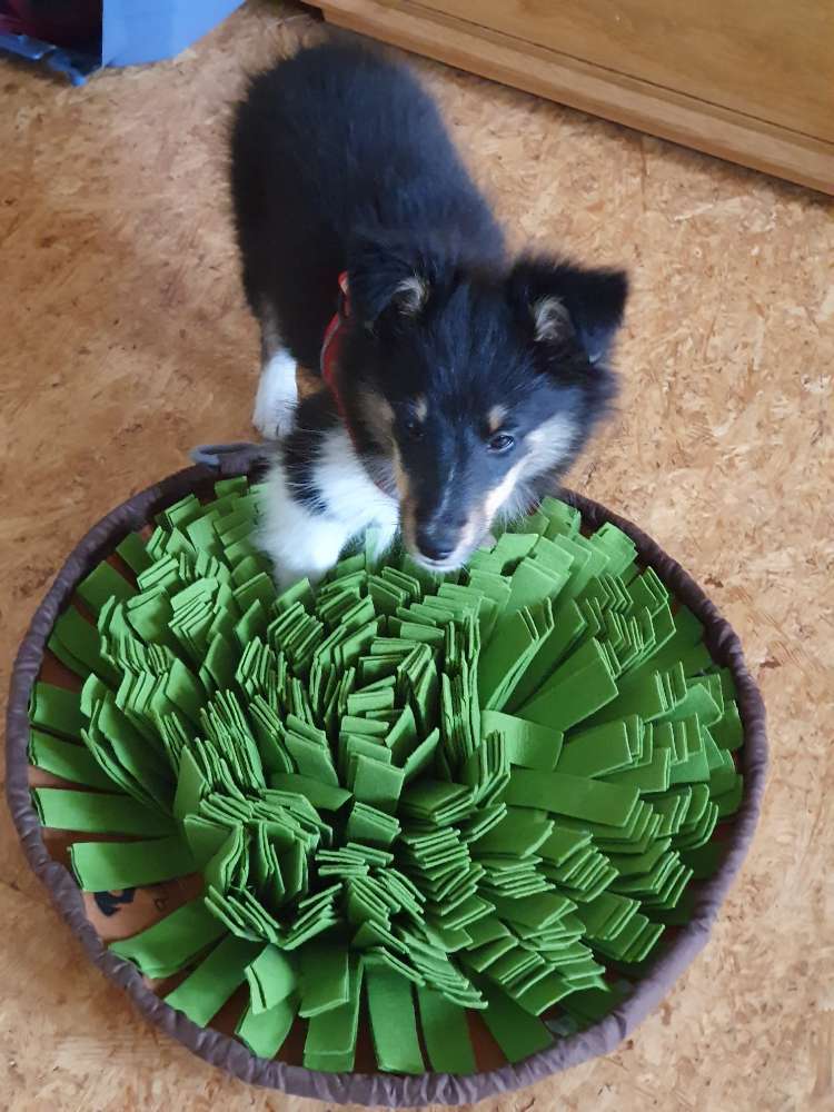 Hundetreffen-Welpentreffen-Profilbild