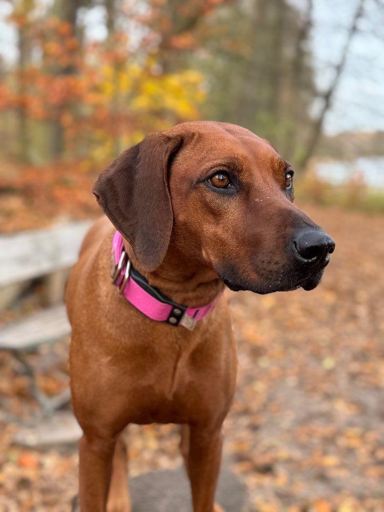 Hundetreffen-Rhodesien Ridgeback Treffen-Profilbild