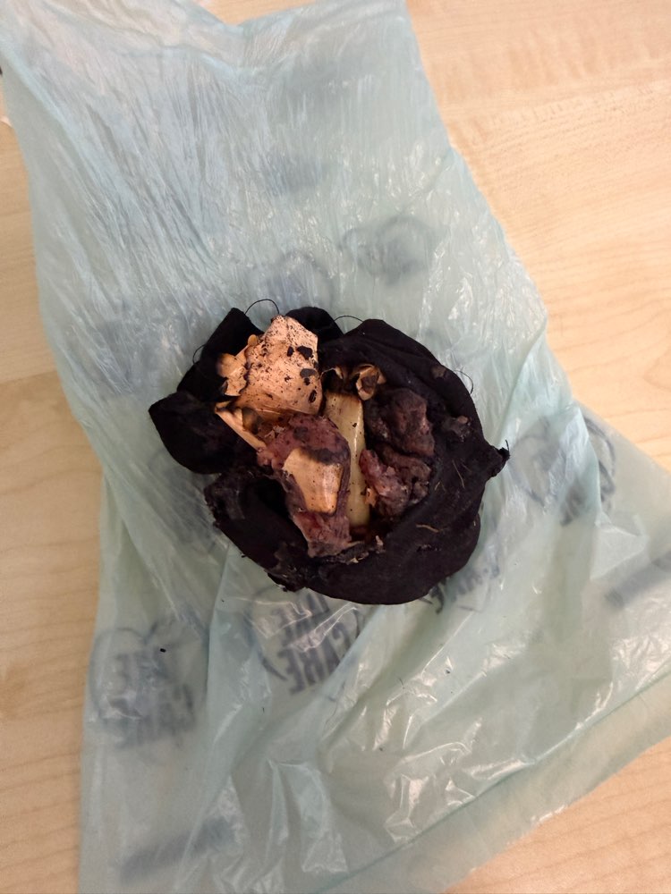 Giftköder-Giftköder gefunden-Profilbild