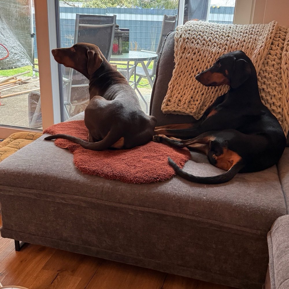 Hundetreffen-Suche große Hunde zum gassi gehen treffen habe zwei Dobermänner die dringend Gesellschaft suchen-Profilbild