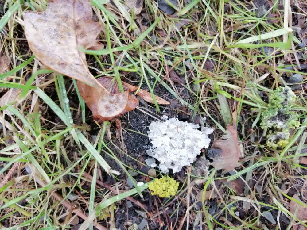 Giftköder-Giftköder-Profilbild