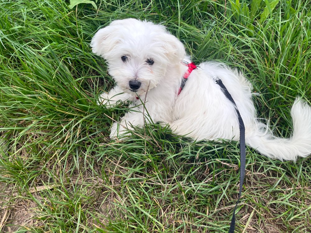 Hundetreffen-Fiona 4 Monate  sucht Freunde zum Gassi gehen und spielen-Profilbild