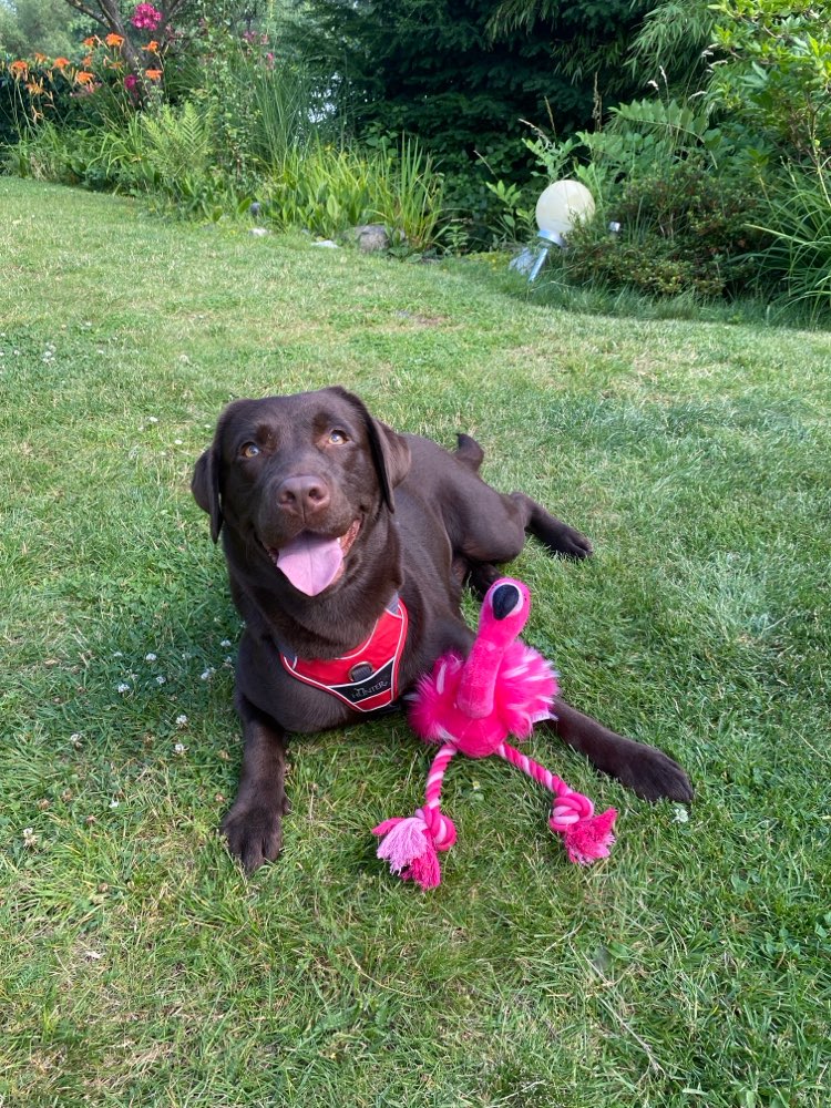 Hundetreffen-Training Hundebegegnung-Profilbild