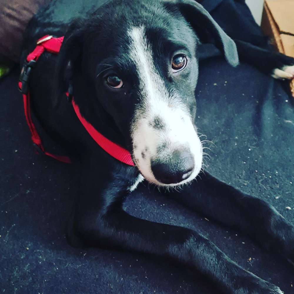 Hundetreffen-Gassi und Spieltreff-Profilbild