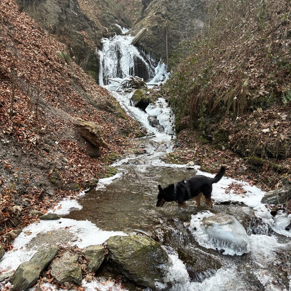 Hundetreffen-Gassifreunde in und um Innsbruck-Profilbild