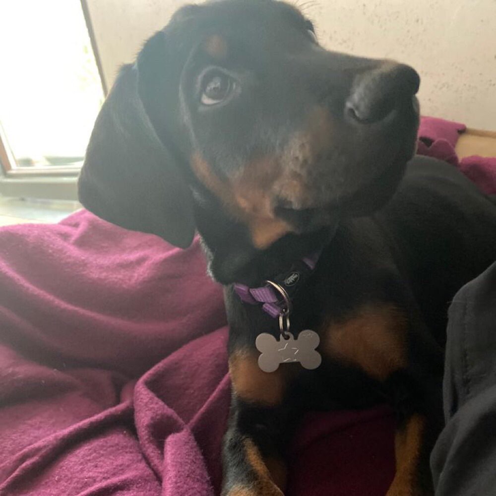 Hundetreffen-Gassirunde in Trusetal-Profilbild