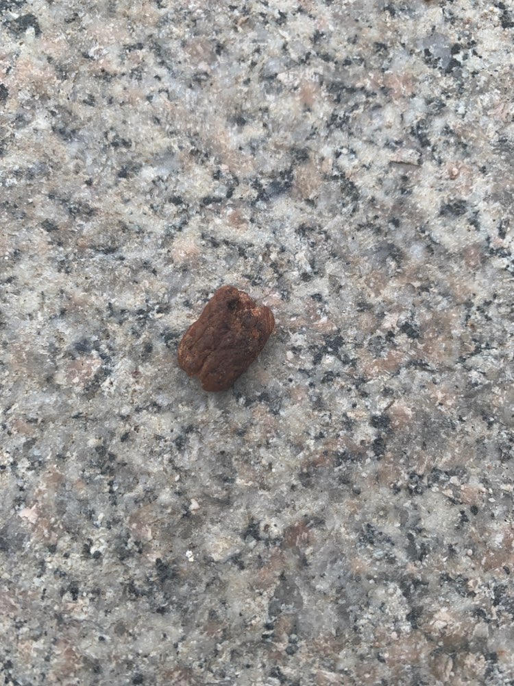 Giftköder-Giftköder-Profilbild