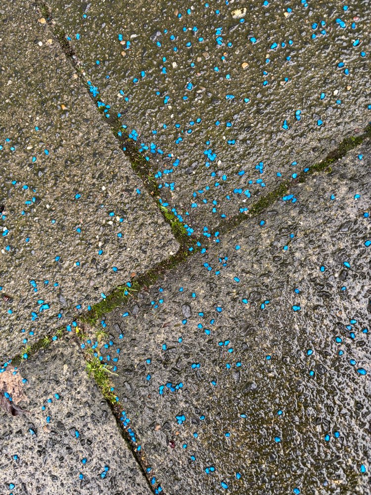 Giftköder-Blaukorn / blaue Körner-Profilbild