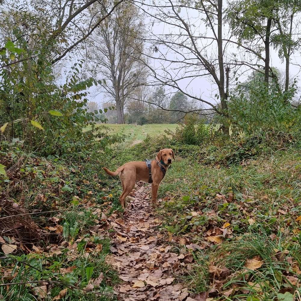 Hundetreffen-Entspannte Hundebegegnungen üben und Freunde finden-Profilbild