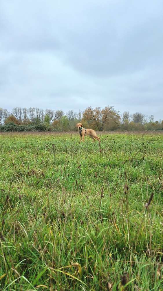 Hundetreffen-Social Walk, Spiel und Übung-Profilbild