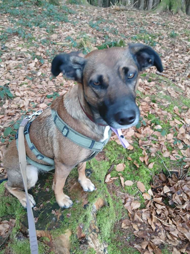 Hundetreffen-Wir suchen freunde-Profilbild