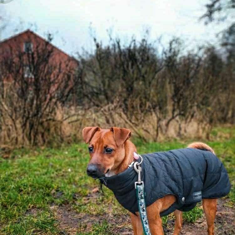 Hundetreffen-Hundetreffen-Profilbild