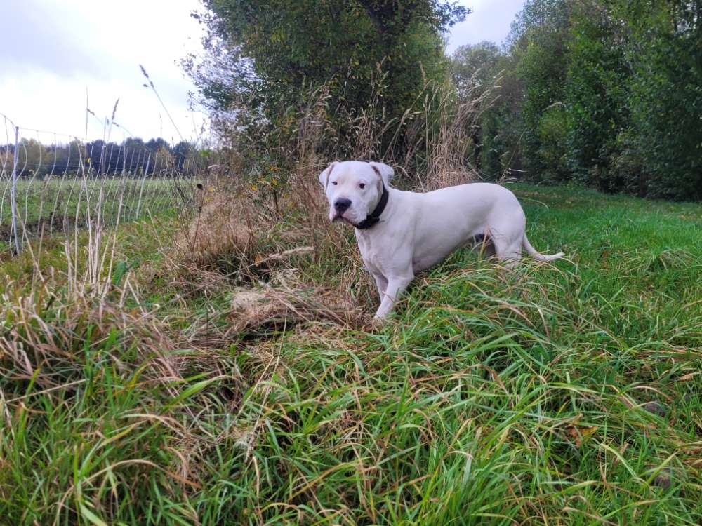 Hundetreffen-Treffen / Spaziergang große Hunde-Profilbild