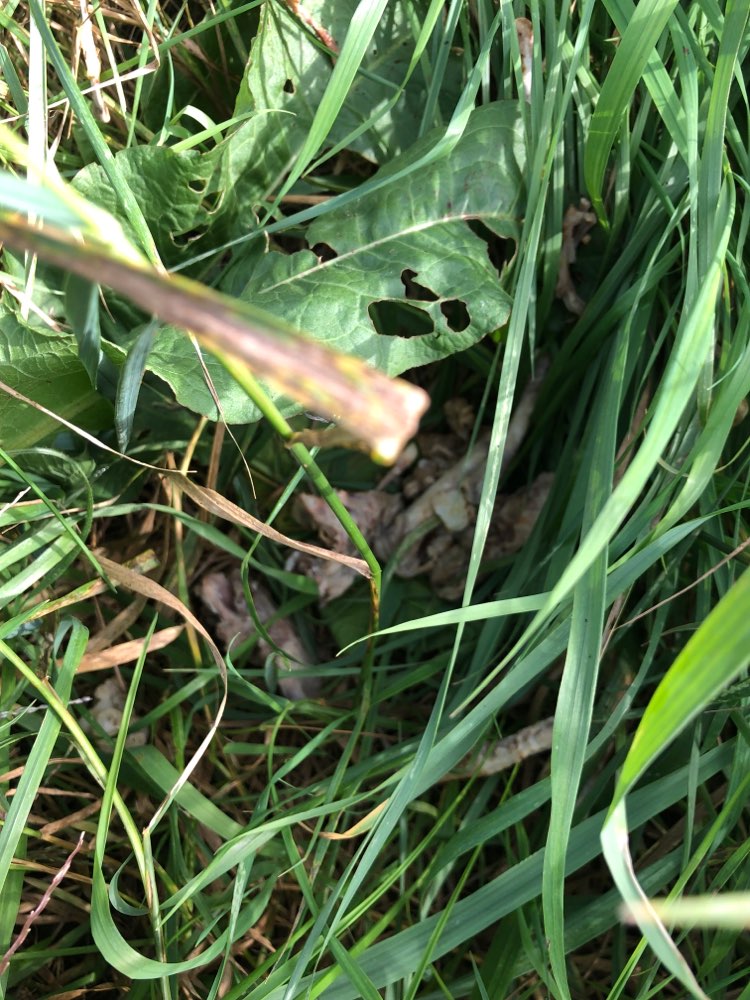 Giftköder-Gekochte Hühnerknochen-Profilbild