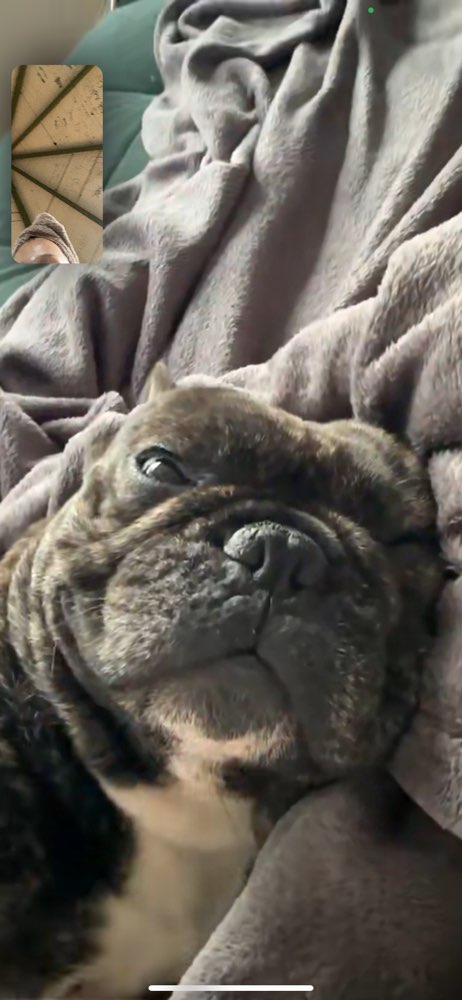 Hundetreffen-Freund zum spielen gesucht-Profilbild