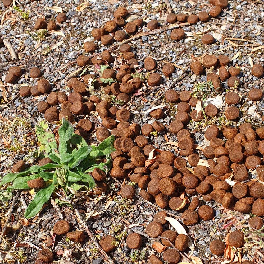 Giftköder-Möglicher Giftköder-Profilbild