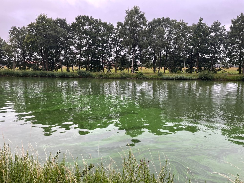 Giftköder-Blaualgen im Mittelland Kanal-Profilbild