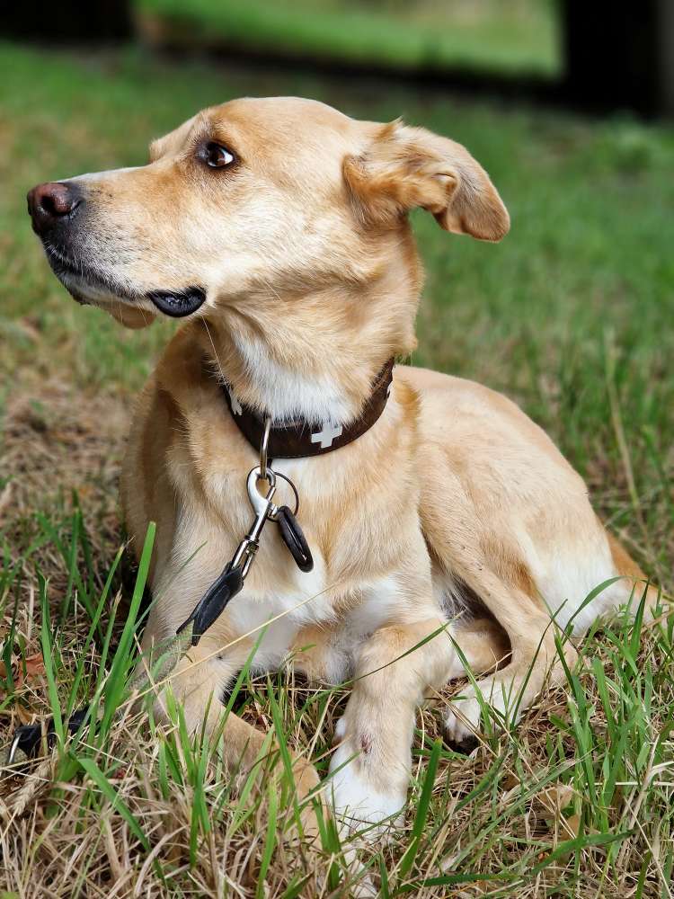 Hundetreffen-Gemeinsame Spaziergänge in Liblar und Umgebung-Profilbild