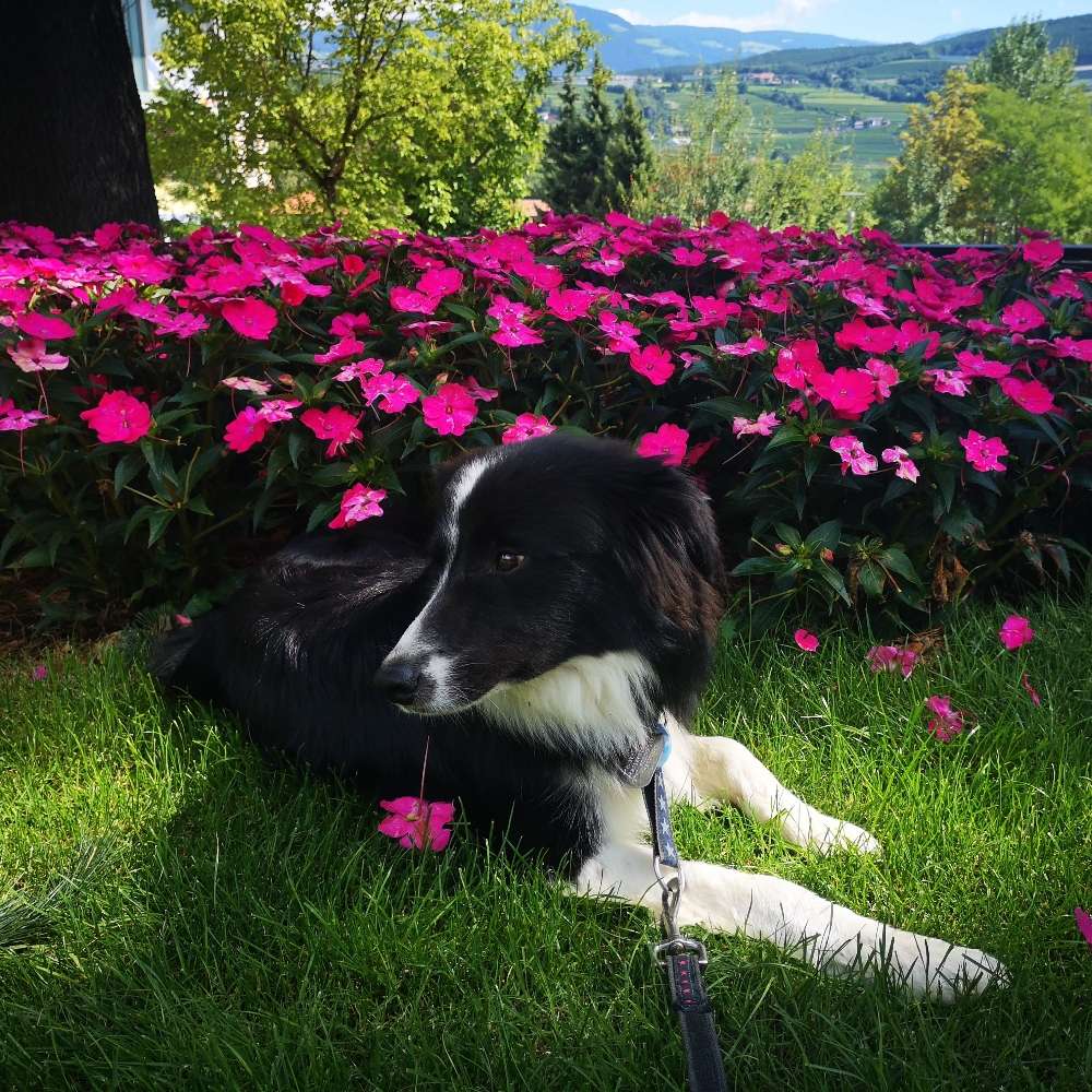 Hundetreffen-Border Collie Treffen-Profilbild