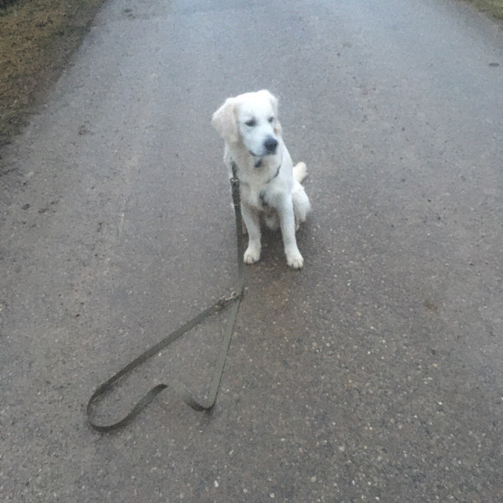 Hundetreffen-Gassirunden und Spieltreffen-Profilbild