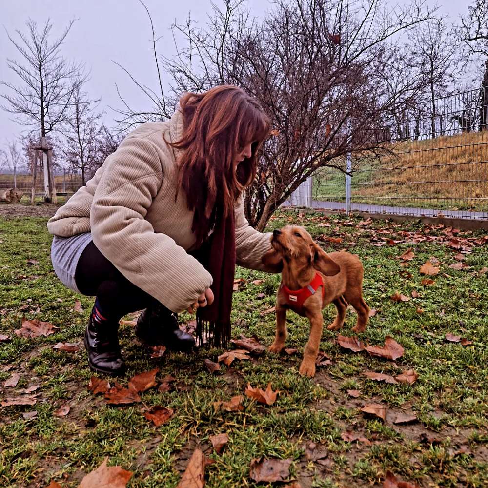 Hundetreffen-Treffen mit mir und meinem Welpen (5Monate)-Profilbild