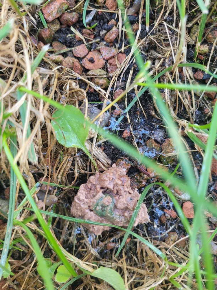 Giftköder-Hundeköder/Giftköder aus Fleisch-Profilbild