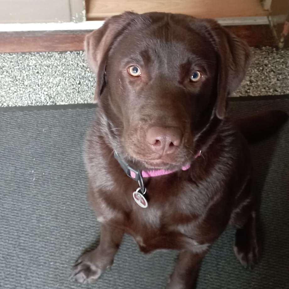 Hundetreffen-Spielpartner gesucht-Profilbild