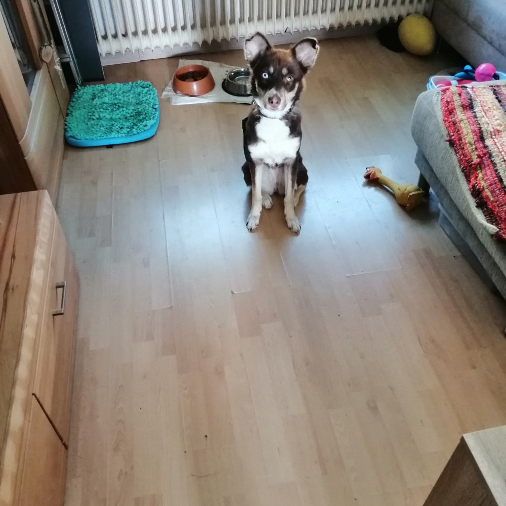 Hundetreffen-Hundetreffen-Profilbild