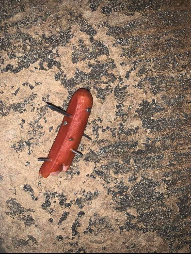 Giftköder-Wiener Wurst mit Nägeln-Profilbild