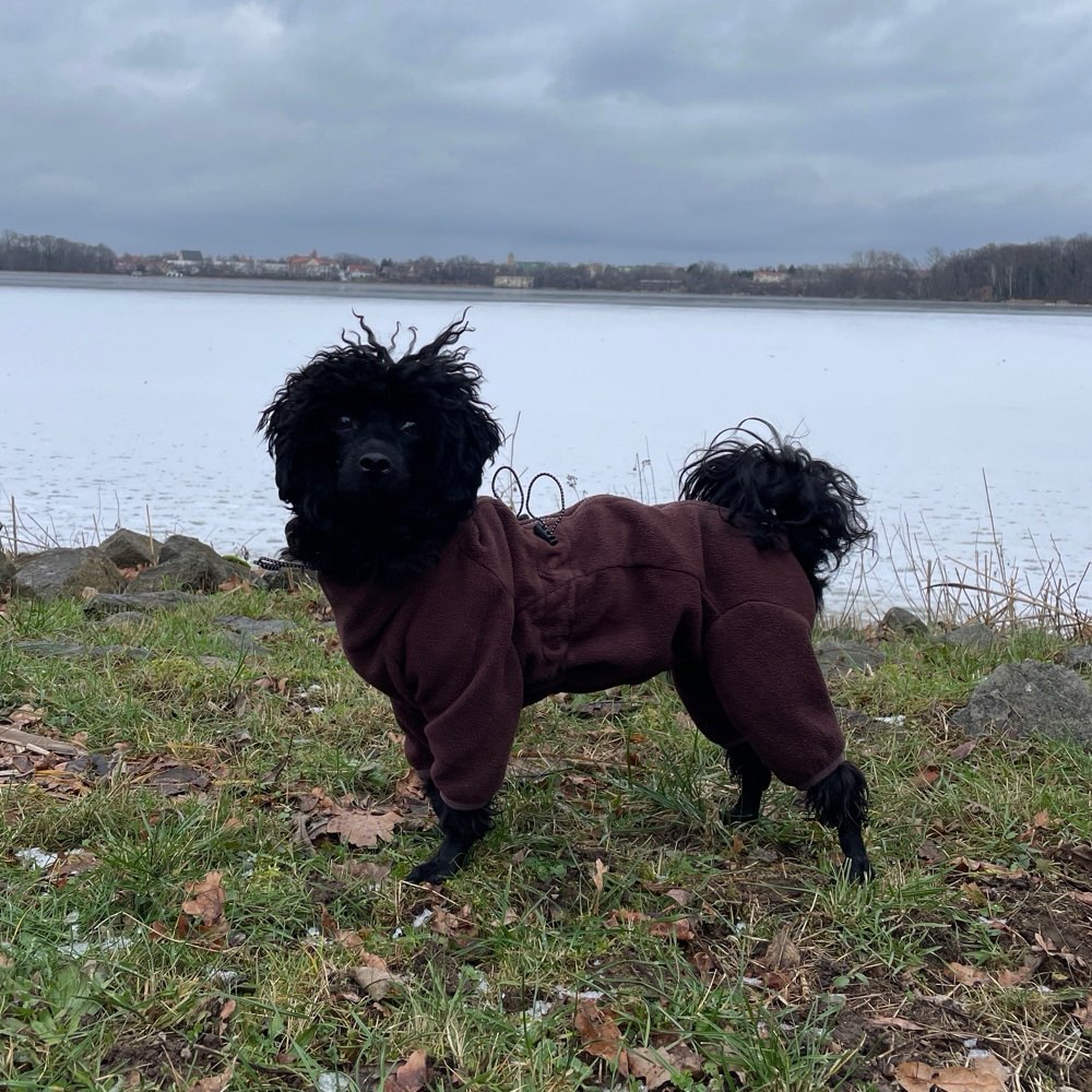 Hundetreffen-Toy Pudel sucht Freunde-Profilbild