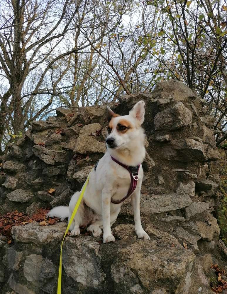 Hundetreffen-Gemeinsame Gassirunden-Profilbild