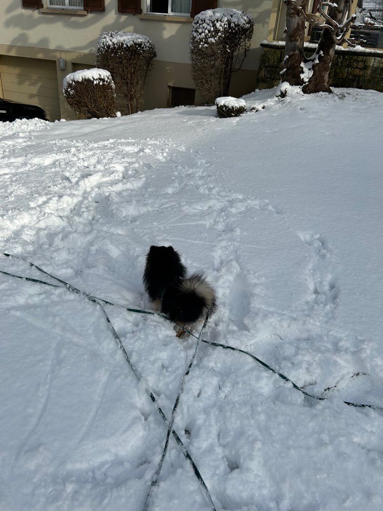 Hundetreffen-Jungspund treff in Lyss-Profilbild