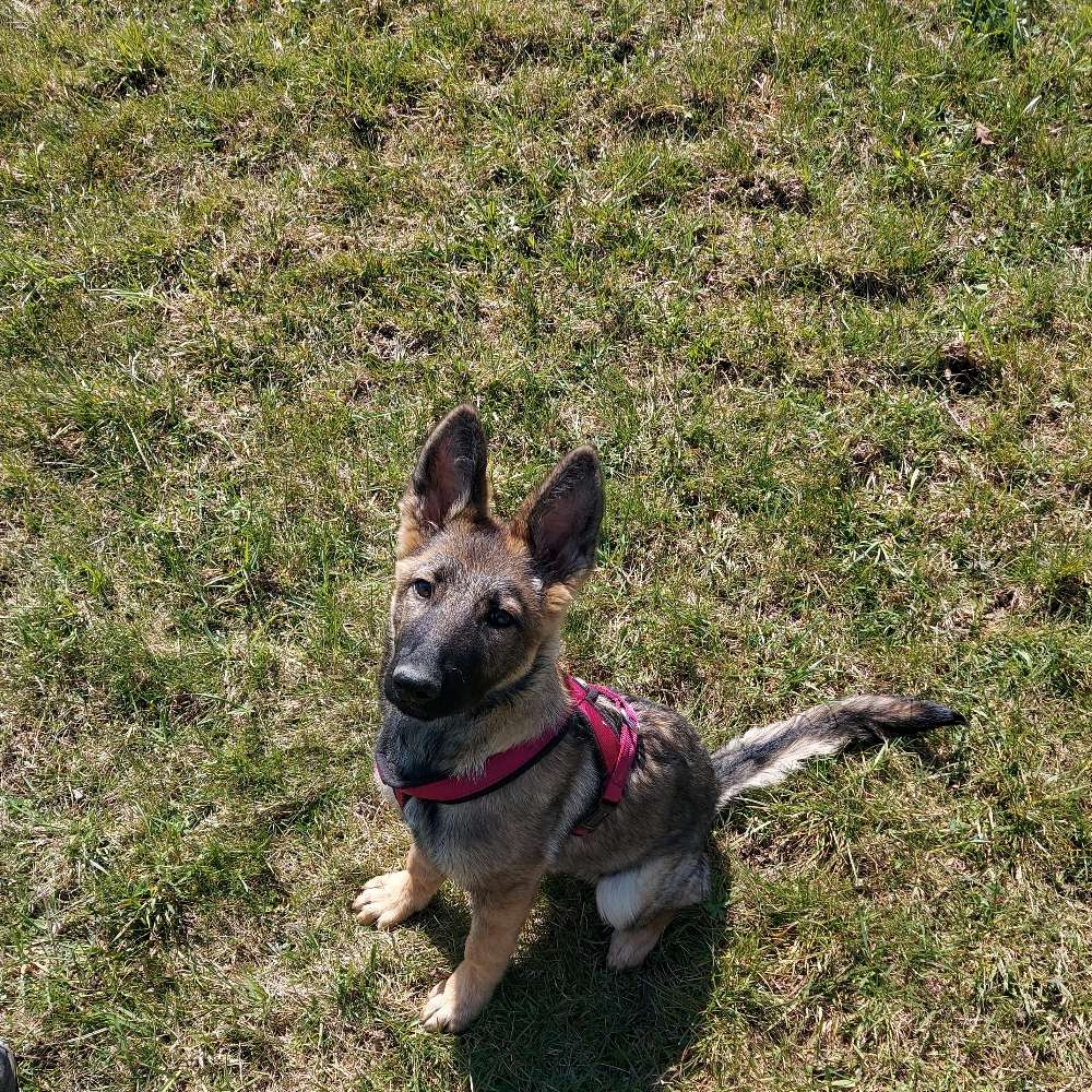 Hundetreffen-Welpen treffen in der Nähe von Zschopau-Profilbild