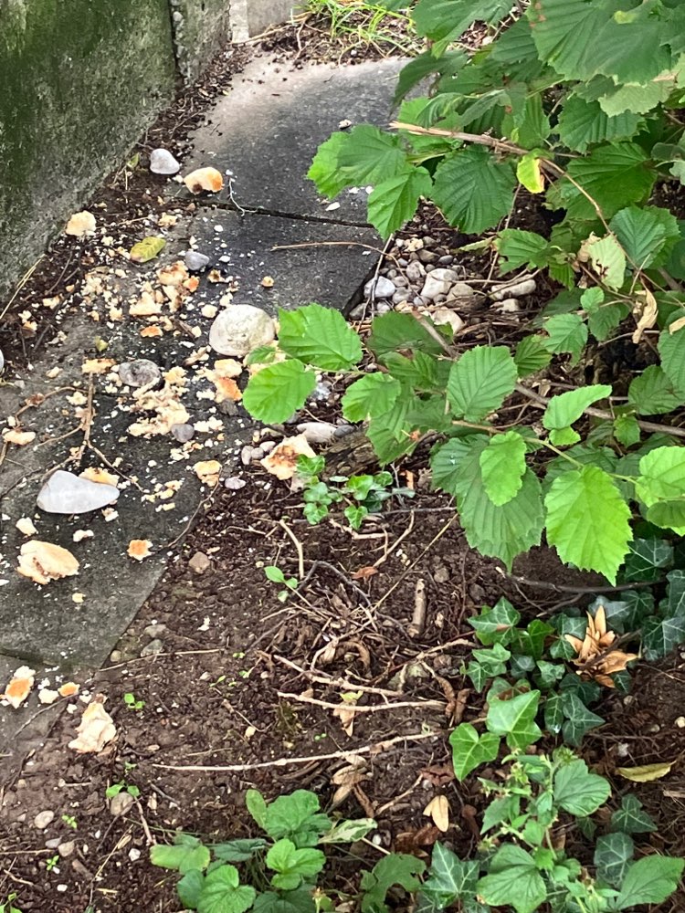 Giftköder-Essensreste-Profilbild