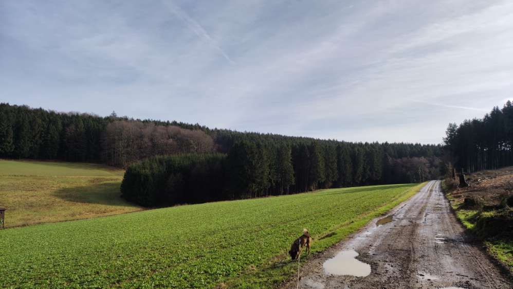 Hundetreffen-Spieltreffen-Profilbild