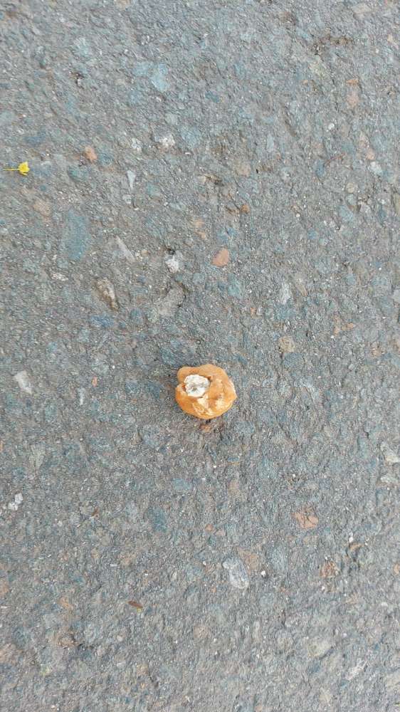 Giftköder-Vermutlich Giftköder-Profilbild