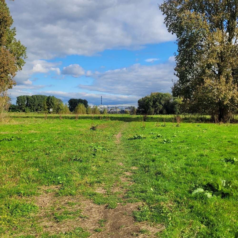 Hundetreffen-Sozialwalks am Wochenende in Moers, Duisburg-Profilbild