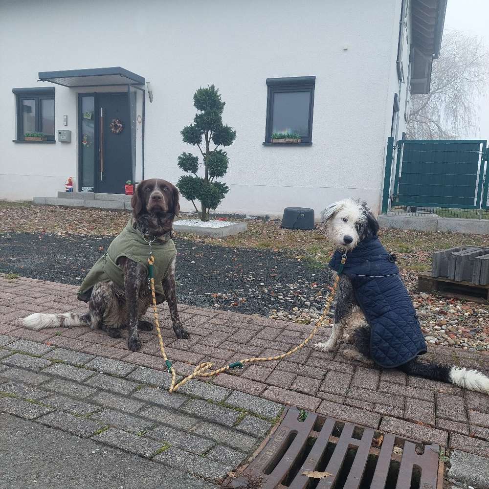 Hundetreffen-Junghundetreffen-Profilbild