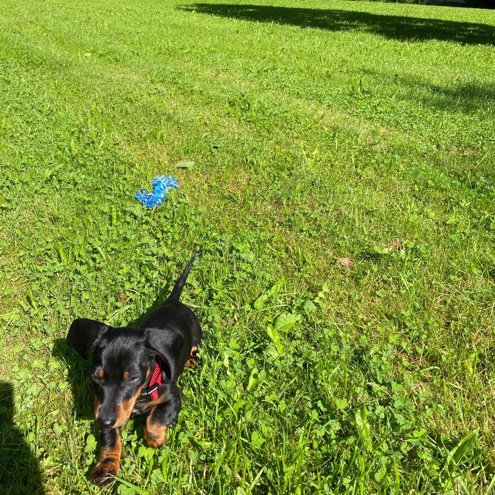 Hundetreffen-Welpentreff Bogenhausen Parkstadt-Profilbild