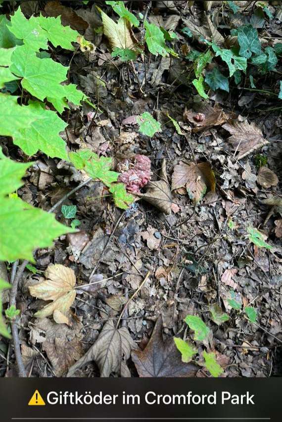 Giftköder-Giftköder-Profilbild