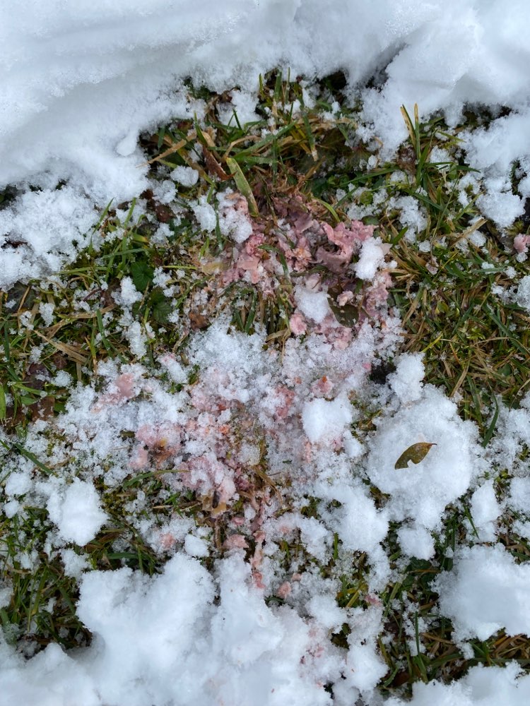 Giftköder-Möglicher Giftköder Wurstbrät o.Ä.-Profilbild