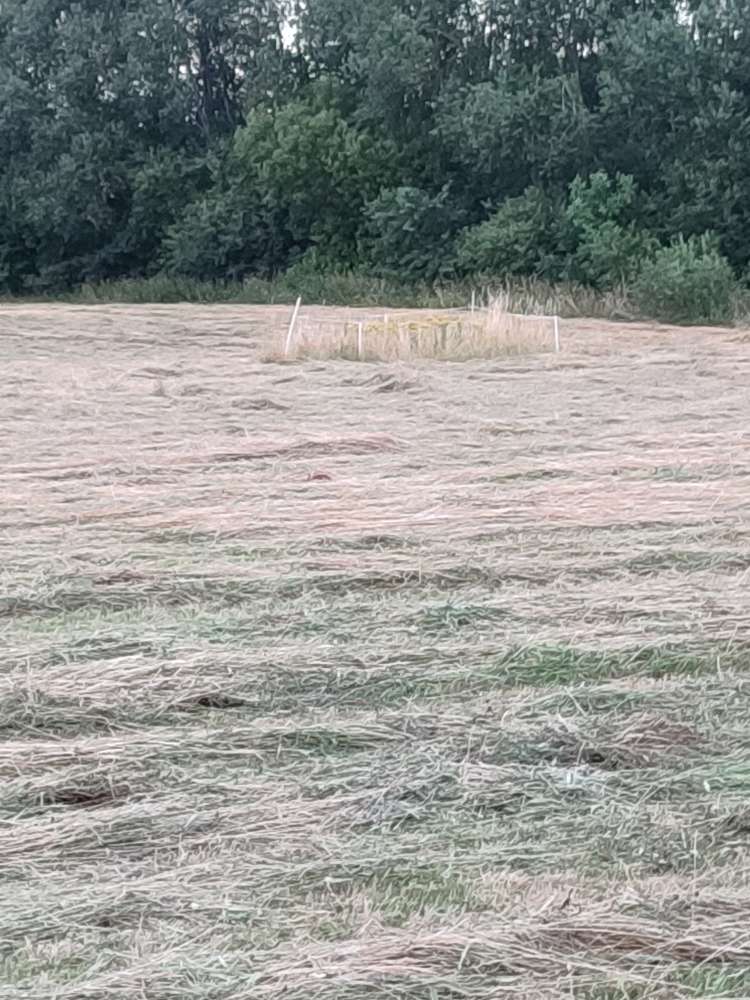 Giftköder-Riesenbärenklau-Profilbild