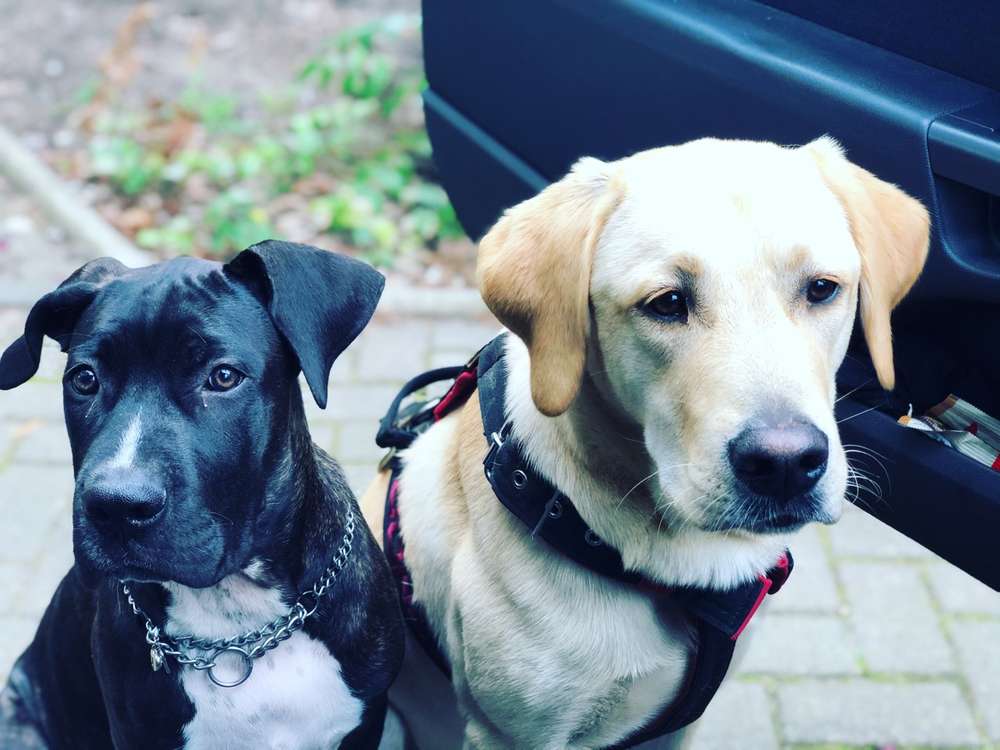 Hundetreffen-Gassirunde Karower Wiesen-Profilbild