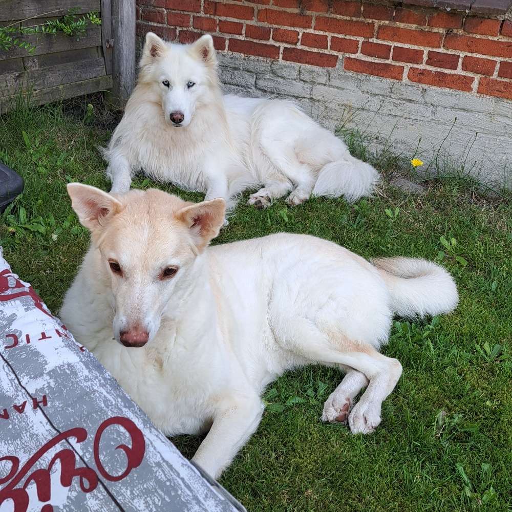 Hundetreffen-Spielpartner oder Gassi gehen-Profilbild