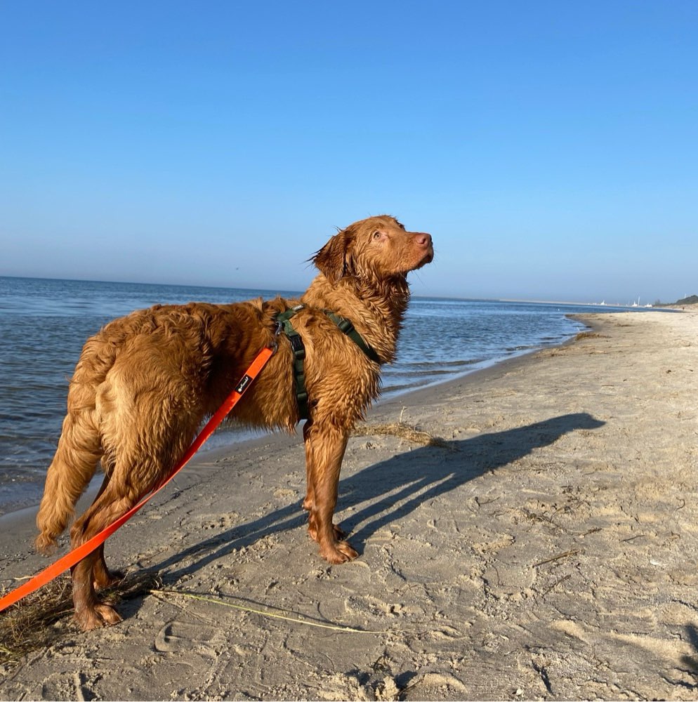 Hundetreffen-Wer will mit Koda spielen-Profilbild