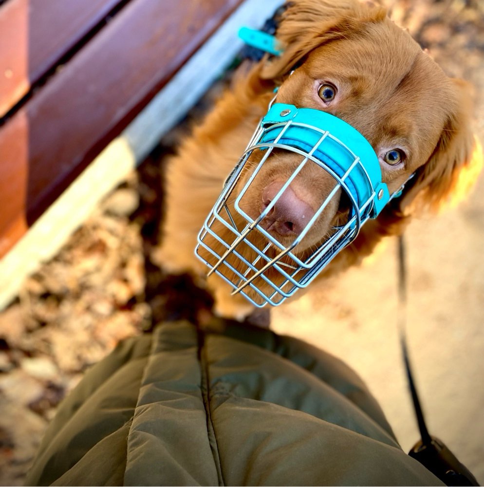 Hundetreffen-Spaziergänge mit Fokus auf Ruhe und Erziehung:)-Profilbild