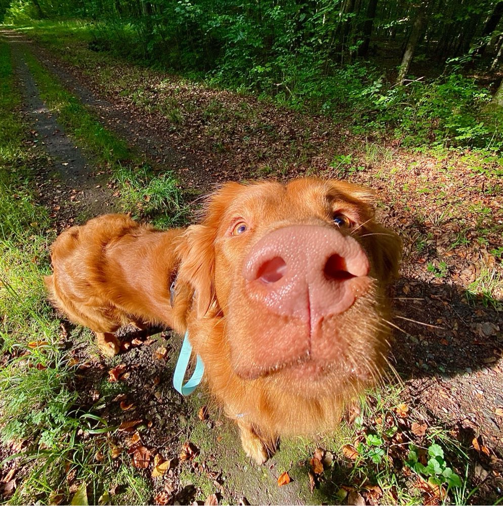 Hundetreffen-Liebes Mensch-Hund Team für gemeinsame Spaziergänge gesucht-Profilbild