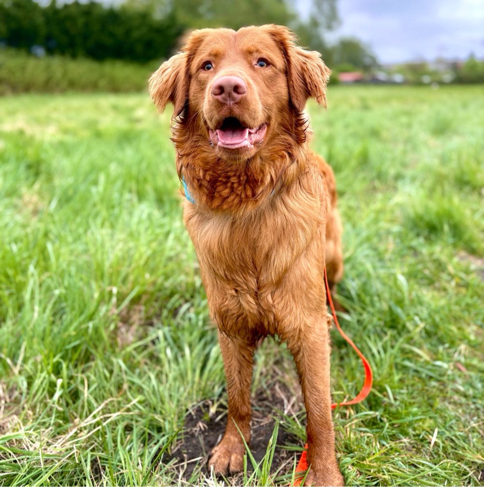 Hundetreffen-Gassi Partner gesucht in Greifswald-Profilbild