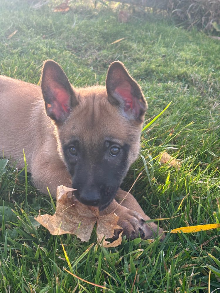 Hundetreffen-Welpenspiel und gassirunde-Profilbild