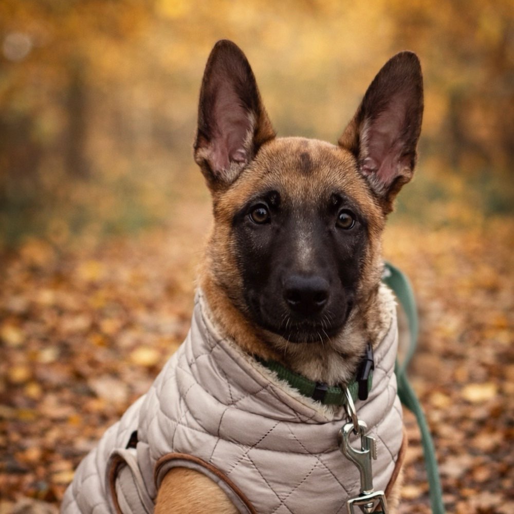 Hundetreffen-Welpenspiel und gassirunde-Profilbild
